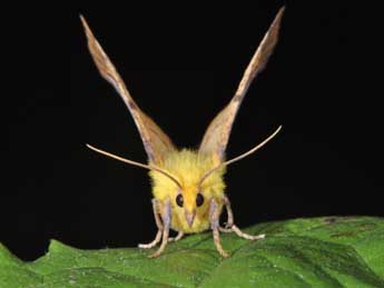 Ennomos alniaria L. adulte - �Philippe Mothiron