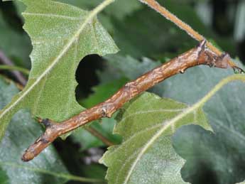  Chenille de Ennomos alniaria L. - �Philippe Mothiron