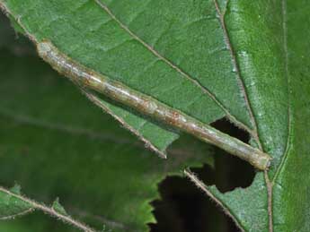  Chenille de Ennomos erosaria D. & S. - �Philippe Mothiron