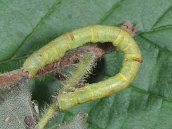  Chenille de Ennomos erosaria D. & S. - �Philippe Mothiron