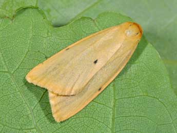 Cybosia mesomella L. adulte - �Philippe Mothiron