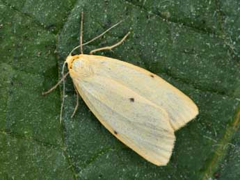 Cybosia mesomella L. adulte - �Daniel Morel