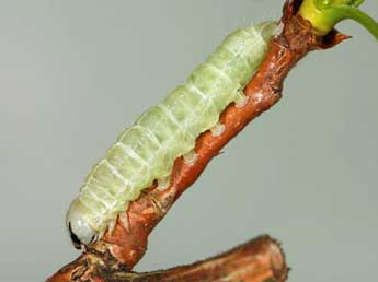  Chenille de Orthosia populeti F. - �Samuel Ducept