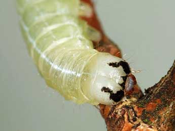  Chenille de Orthosia populeti F. - �Samuel Ducept