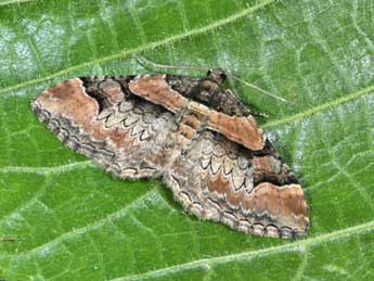 Catarhoe rubidata D. & S. adulte - �Philippe Mothiron