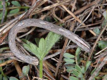  Chenille de Rhodostrophia calabra Petagna - �Wolfgang Wagner, www.pyrgus.de