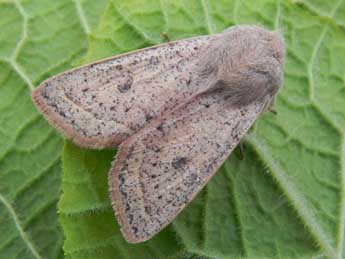 Orthosia gracilis D. & S. adulte - �Philippe Mothiron