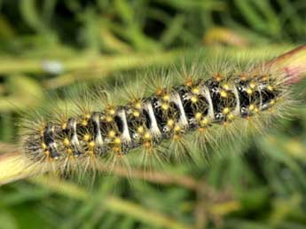  Chenille de Acronicta nervosa D. & S. - �Wolfgang Wagner, www.pyrgus.de