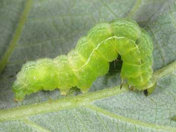  Chenille de Autographa pulchrina Hw. - �Wolfgang Wagner, www.pyrgus.de