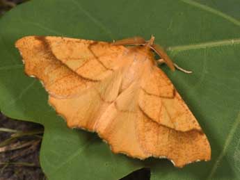 Ennomos quercinaria Hfn. adulte - �Philippe Mothiron