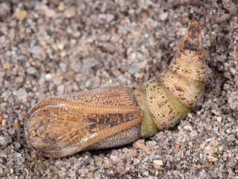  Chrysalide de Ennomos quercinaria Hfn. - �Philippe Mothiron