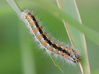  Chenille de Acronicta albovenosa Gze - �Andr� Prat