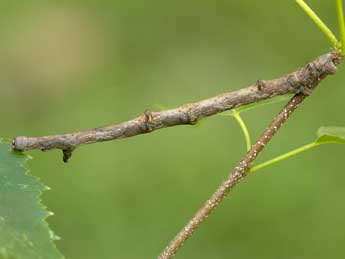  Chenille de Ennomos autumnaria Wernb. - �Jeroen Voogd