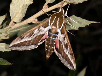 Hyles dahlii Gey. adulte - �Philippe Mothiron