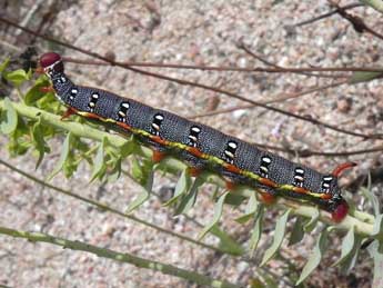  Chenille de Hyles dahlii Gey. - �Philippe Mothiron