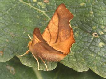 Ennomos fuscantaria Hw. adulte - �Philippe Mothiron