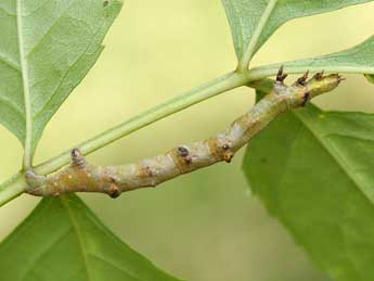  Chenille de Ennomos fuscantaria Hw. - �Jeroen Voogd