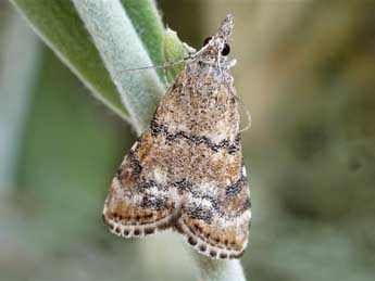 Hyperlais lutosalis Mann adulte - �Friedmar Graf