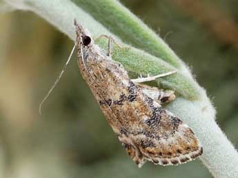 Hyperlais lutosalis Mann adulte - �Friedmar Graf