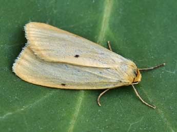 Cybosia mesomella L. adulte - �Lionel Taurand