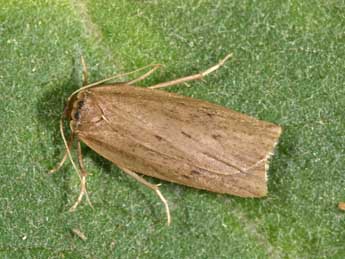 Pelosia obtusa H.-S. adulte - �Philippe Mothiron