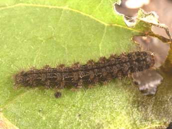  Chenille de Pelosia obtusa H.-S. - �Philippe Mothiron