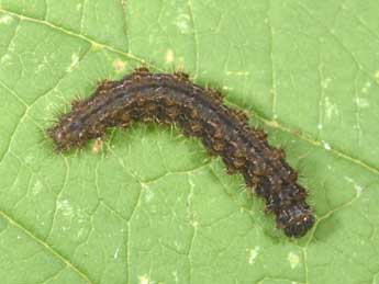  Chenille de Pelosia obtusa H.-S. - �Philippe Mothiron