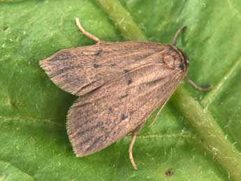 Pelosia obtusa H.-S. adulte - �Philippe Mothiron