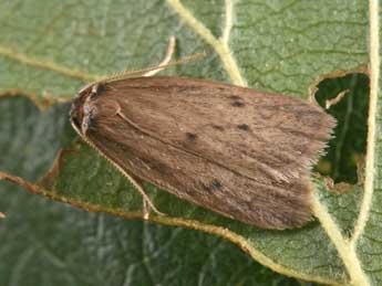 Pelosia obtusa H.-S. adulte - �Philippe Mothiron