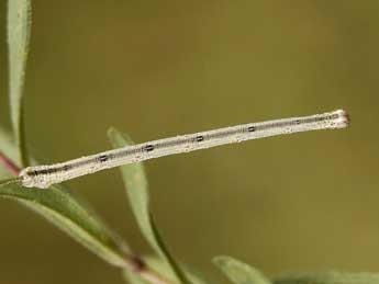  Chenille de Scopula rufomixtaria Grasl. - �Lionel Taurand