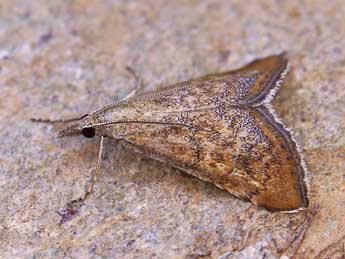 Hyperlais siccalis Gn. adulte - �Lionel Taurand