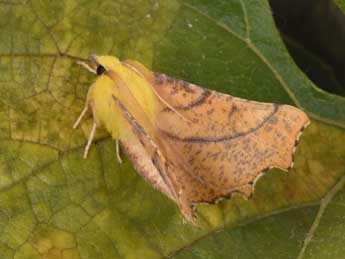 Ennomos alniaria L. adulte - �Philippe Mothiron