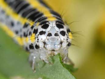  Chenille de Calophasia lunula Hfn. - �Philippe Mothiron