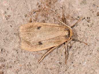 Pelosia plumosa Mab. adulte - �Matthew Gandy