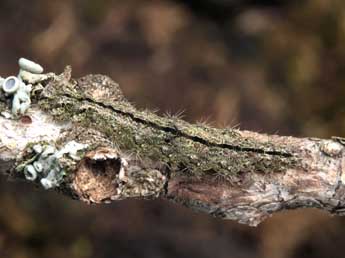  Chenille de Apaidia rufeola Rbr - �Serge Wambeke