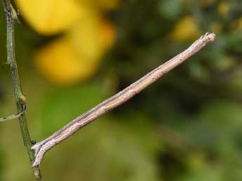  Chenille de Rhodostrophia vibicaria Cl. - �Philippe Mothiron