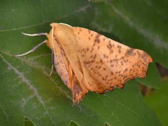 Ennomos autumnaria Wernb. adulte - �Philippe Mothiron