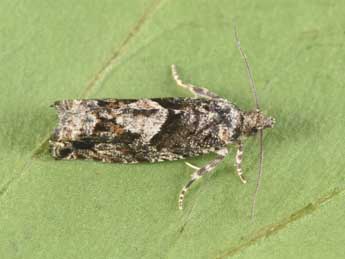 Epinotia immundana Fisch. adulte - �Philippe Mothiron