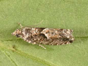 Epinotia immundana Fisch. adulte - �Philippe Mothiron