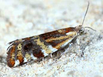 Epinotia mercuriana Fr�l. adulte - �Michel Billard