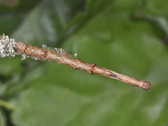  Chenille de Ennomos autumnaria Wernb. - �Philippe Mothiron