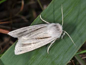 Acronicta albovenosa Gze adulte - �Philippe Mothiron