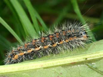  Chenille de Acronicta albovenosa Gze - �Daniel Morel