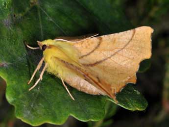 Ennomos alniaria L. adulte - �Philippe Mothiron