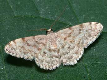 Scopula asellaria H.-S. adulte - �Philippe Mothiron