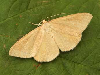 Rhodostrophia calabra Petagna adulte - �Daniel Morel