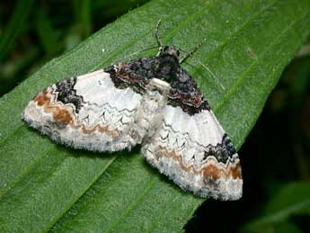 Catarhoe cuculata Hfn. adulte - �Philippe Mothiron