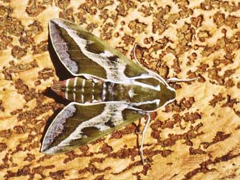 Hyles dahlii Gey. adulte - �Herv� Guyot