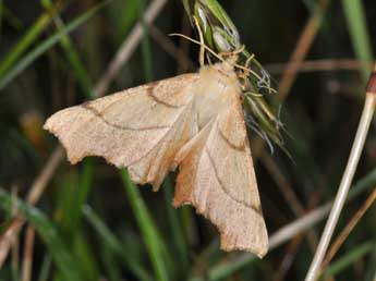 Ennomos erosaria D. & S. adulte - �Philippe Mothiron