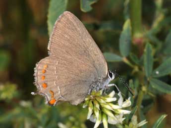 Satyrium esculi Hb. adulte - �Philippe Mothiron